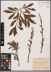 Foto von Salix daphnoides Vill. x Salix purpurea L.